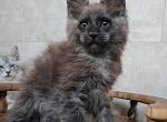 Punch - Maine Coon Cat For Sale - Hollywood&comma; FL&comma; US