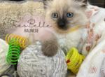 Aspen RESERVED - Balinese Cat For Sale - CA&comma; US