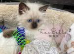 Aubree RESERVED - Balinese Cat For Sale - CA&comma; US