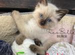 Archie RESERVED - Balinese Cat For Sale - CA&comma; US