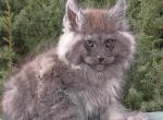 Natisk - Maine Coon Cat For Sale - Hollywood&comma; FL&comma; US
