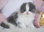 Twix - Scottish Fold Cat For Sale - Hollywood&comma; FL&comma; US