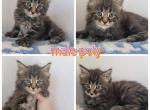 Poly mainecoon - Maine Coon Cat For Sale - Frenchtown&comma; MI&comma; US