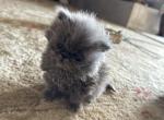 Rich - Persian Cat For Sale - Fort Worth&comma; TX&comma; US