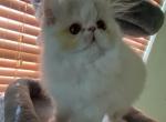 Lola - Persian Cat For Sale - Clewiston&comma; FL&comma; US