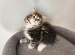 Twin - Siberian Cat For Sale - Chelsea&comma; MA&comma; US