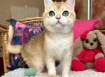 Gleb - British Shorthair Cat For Sale - Hollywood&comma; FL&comma; US