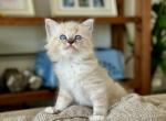 Dunn - Ragdoll Cat For Sale - Los Angeles, CA, US