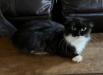Kit Kat - Scottish Fold Cat For Sale - FL&comma; US