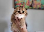 Tig - Scottish Fold Cat For Sale - Levittown&comma; PA&comma; US