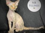 Irene Reserved - Devon Rex Cat For Sale - Ottawa&comma; KS&comma; US
