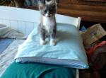 Manny Bi Colored Manx Scottish Straight - Scottish Straight Cat For Sale - Mokelumne Hill&comma; CA&comma; US