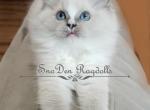 Blaze - Ragdoll Cat For Sale - Lakeland&comma; FL&comma; US