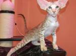 Naomi - Oriental Cat For Sale - Pembroke Pines&comma; FL&comma; US