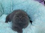 Zevs - Scottish Fold Cat For Sale - Hollywood&comma; FL&comma; US