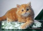 Angel - Scottish Straight Cat For Sale - Pembroke Pines&comma; FL&comma; US