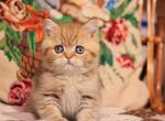 Barbaris - British Shorthair Cat For Sale - Miami&comma; FL&comma; US