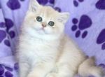 Iris - British Shorthair Cat For Sale - Miami&comma; FL&comma; US