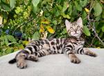 Justin - Bengal Cat For Sale - Miami&comma; FL&comma; US