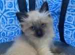 Axel RESERVED - Balinese Cat For Sale - CA&comma; US