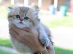 Willa - Scottish Straight Cat For Sale - Levittown&comma; PA&comma; US