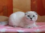 Piksel blue eyed lynx point scottish fold - Scottish Fold Cat For Sale - Los Angeles&comma; CA&comma; US