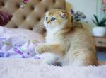 Varya golden shaded scottish fold baby girl - Scottish Fold Cat For Sale - Los Angeles&comma; CA&comma; US