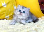Tina silver shaded british longhair baby girl - Persian Cat For Sale - Los Angeles&comma; CA&comma; US