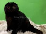 Eseniya pure black solid girl scottish fold - Scottish Fold Cat For Sale - CA&comma; US