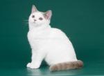 Uma Umi  little hat on her head fawn van british - British Shorthair Cat For Sale - CA&comma; US