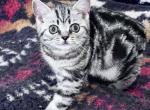 Black Silver Classic Tabby - British Shorthair Cat For Sale - NY&comma; US