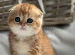 Ufa baby girl golden chinchila scottish fold - Scottish Fold Kitten For Sale - CA&comma; US
