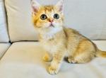 Ken - Scottish Straight Cat For Sale - Brooklyn&comma; NY&comma; US