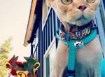 Tango - Devon Rex Cat For Sale - Spokane&comma; WA&comma; US