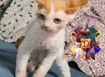 Chance - Devon Rex Cat For Sale - Spokane&comma; WA&comma; US