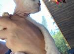 Foxy - Devon Rex Cat For Sale - Spokane&comma; WA&comma; US