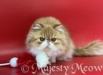 Simon - Persian Cat For Sale - Yucca Valley&comma; CA&comma; US