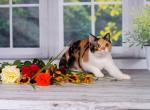 Felicia - British Shorthair Cat For Sale - Miami&comma; FL&comma; US