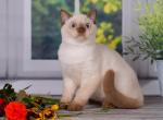 Ford - British Shorthair Cat For Sale - Miami&comma; FL&comma; US