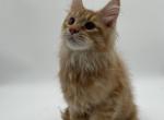 Joker - Maine Coon Cat For Sale - Brighton&comma; CO&comma; US