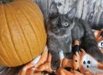 Harry Harry Potter Litter - Maine Coon Cat For Sale - Kingman&comma; AZ&comma; US