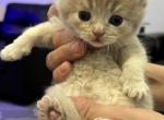 Zeke - British Shorthair Cat For Sale - Englewood&comma; CO&comma; US