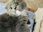 Archie the 2 - Scottish Fold Cat For Sale - WI&comma; US