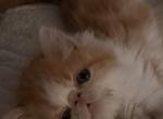 Red and white Bicolor female - Persian Cat For Sale - Clay&comma; PA&comma; US