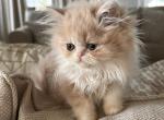 Red and white Persian girl - Persian Cat For Sale - Clay&comma; PA&comma; US