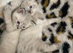 Bengal lynx kittens - Bengal Cat For Sale - Battle Ground&comma; WA&comma; US