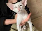 Snowflake - Oriental Cat For Sale - Brooklyn&comma; NY&comma; US