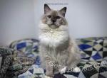 Rosemary - Ragdoll Cat For Sale - Tuscaloosa&comma; AL&comma; US