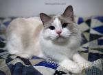 Tango - Ragdoll Cat For Sale - Tuscaloosa&comma; AL&comma; US