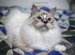 Stormy - Ragdoll Cat For Sale - Tuscaloosa&comma; AL&comma; US